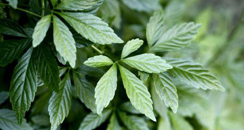 Nature Restore Jiaogulan health benefits