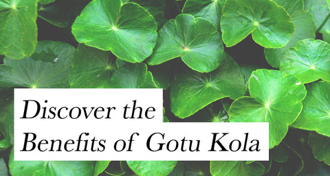 benefits of gotu kola supplement