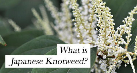 Japanese Knotweed Health Benefits