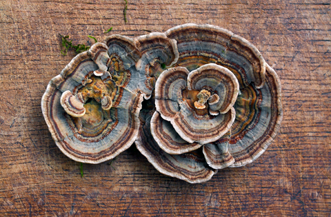 The Mushroom Immunity Protocol: Ancient Wisdom Meets Cellular Intelligence