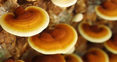 Health Benefits of Reishi Mushroom