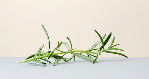 Rosemary – Not Just a Pretty Smell!