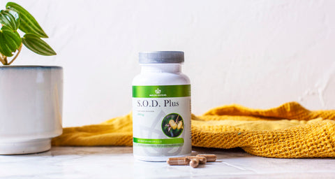 S.O.D a potent antioxidant supplement for health