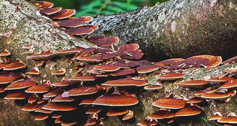 Making Reishi a Part of Your Routine: The Top Benefits of Reishi Powder